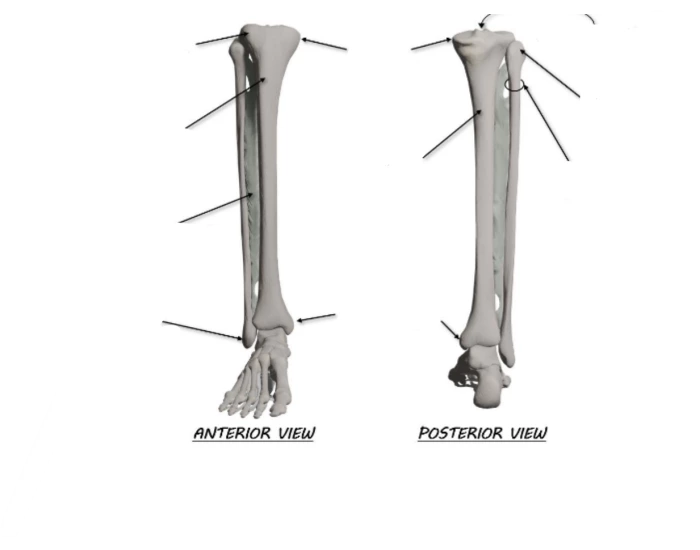 anterior and posterior tibia and fibula — Printable Worksheet
