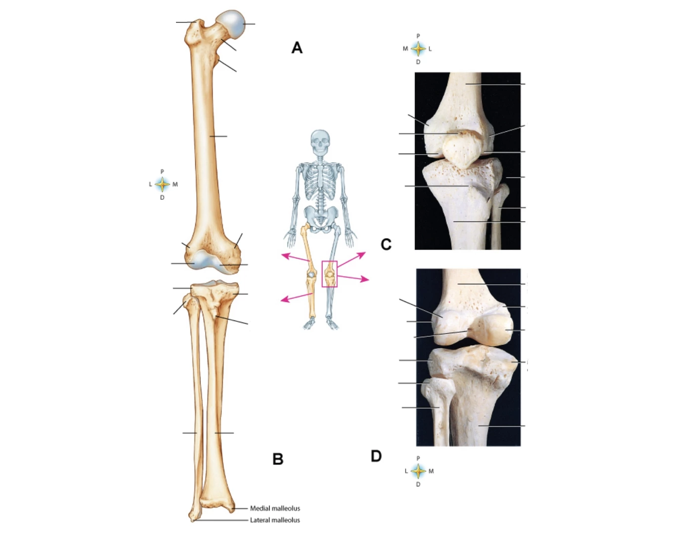 bones of Femur and Tibia/Fibula — Printable Worksheet