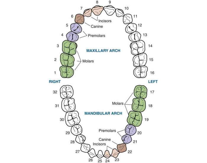 Tooth Click Ins INS Tooth Numbering Quiz