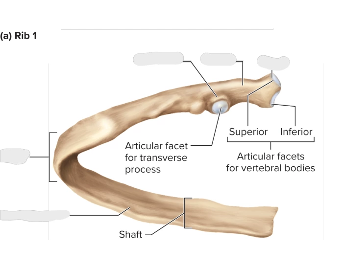 Anat. & Phys.-Components of a Rib — Printable Worksheet