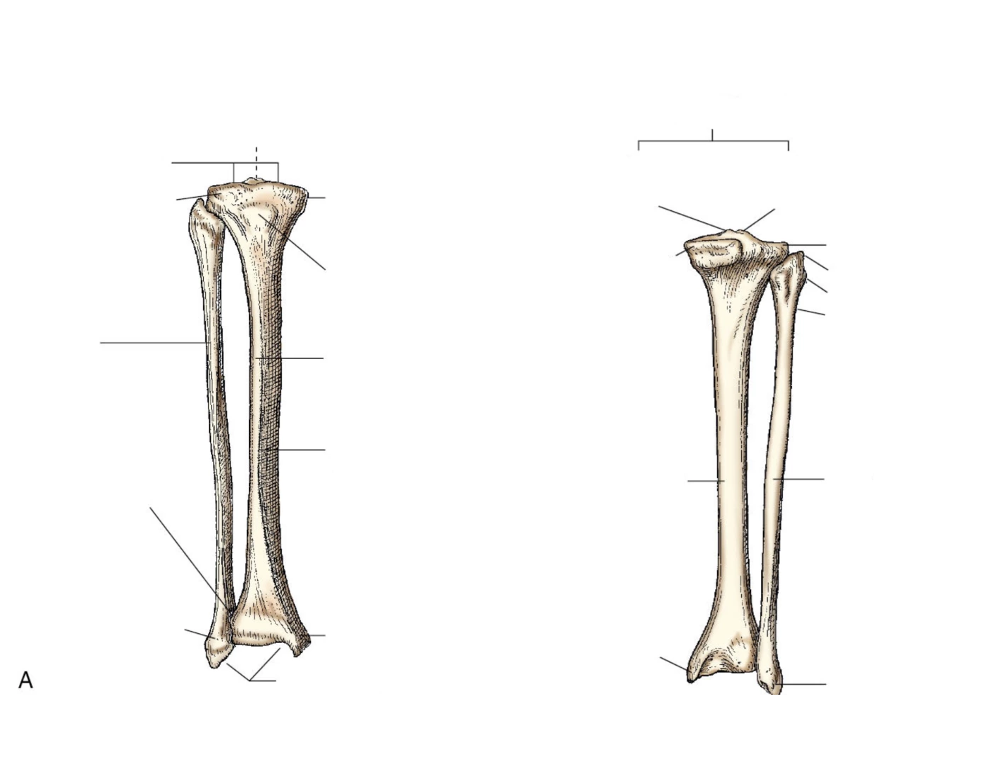 Tib Fib label — Printable Worksheet