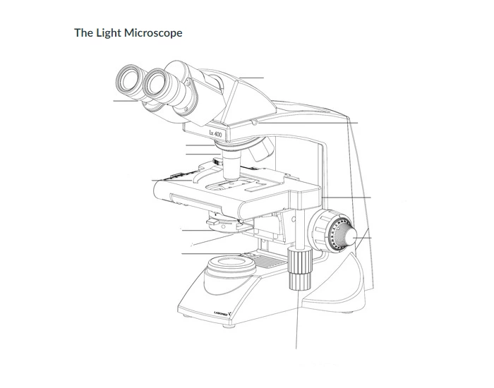 Microscope Controls Image Light Microscope Controls Quiz