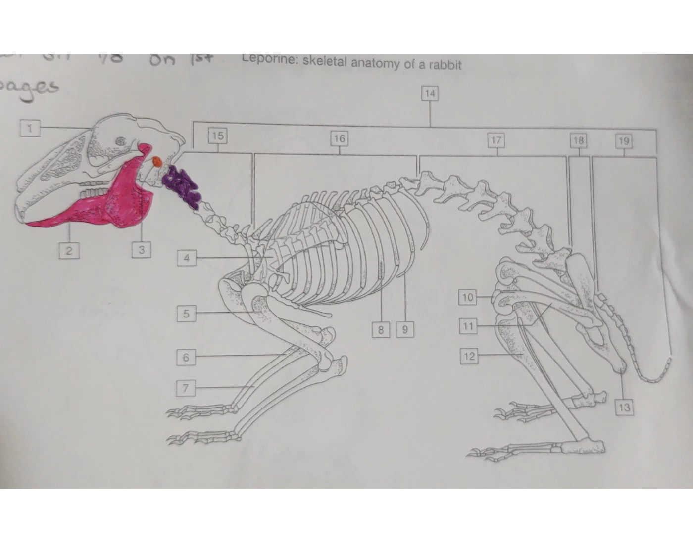 Skeletal Anatomy of Rabbit Quiz