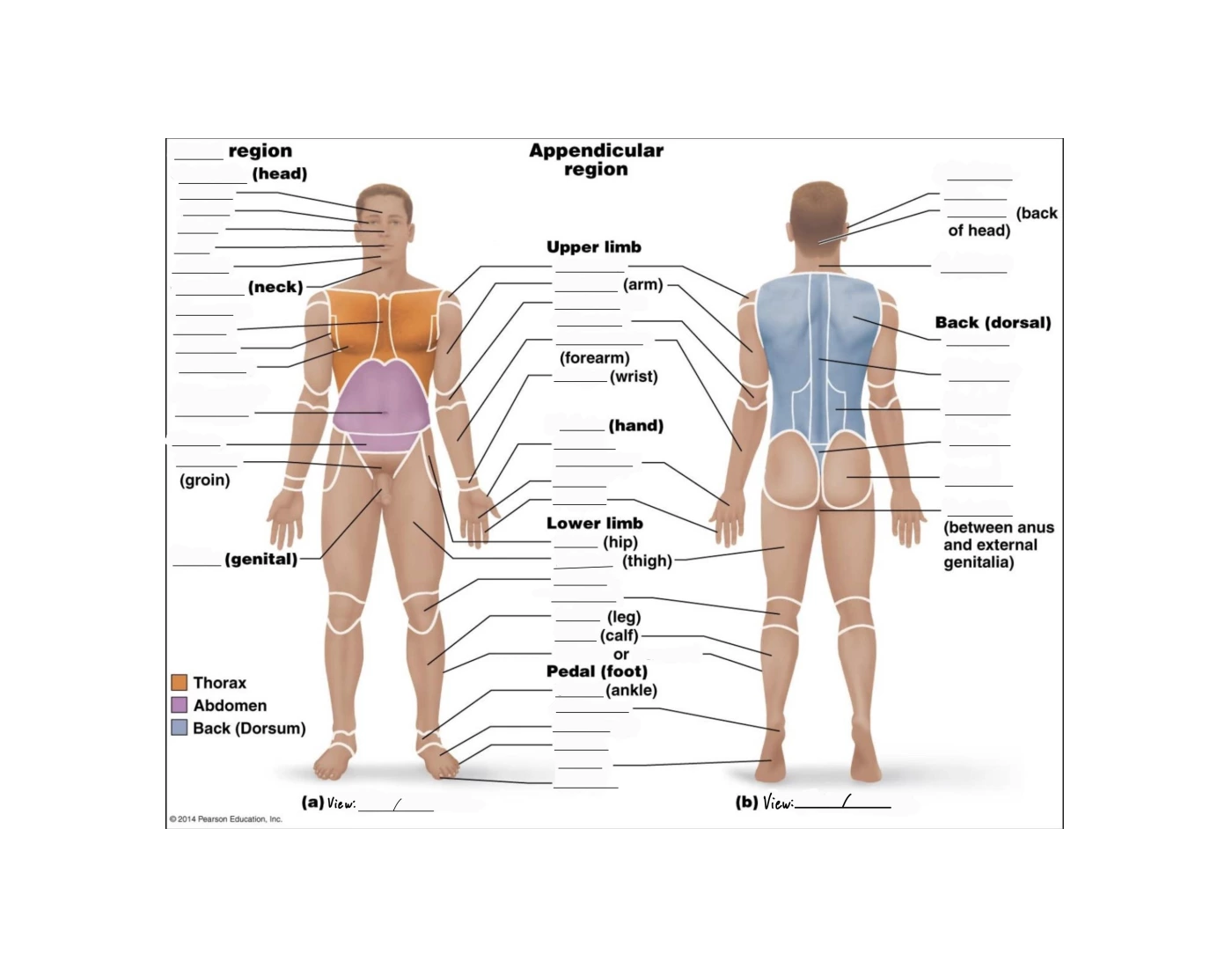 Region Labeling Labeling Anatomical Regions Quiz
