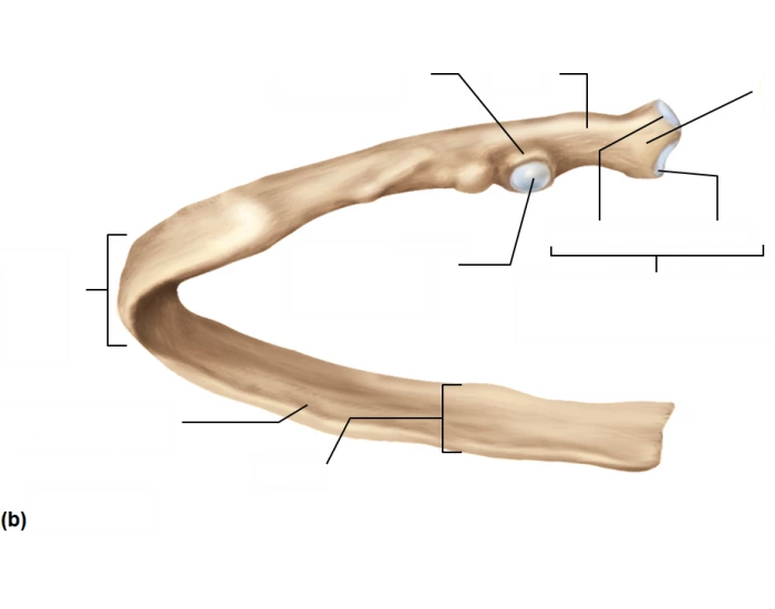 ribs - human anatomy lab Quiz