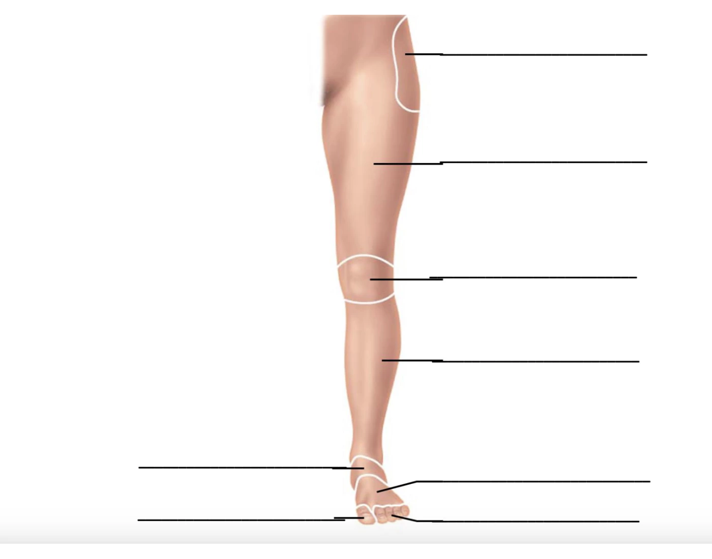 Anatomical Landmarks (Leg) Quiz