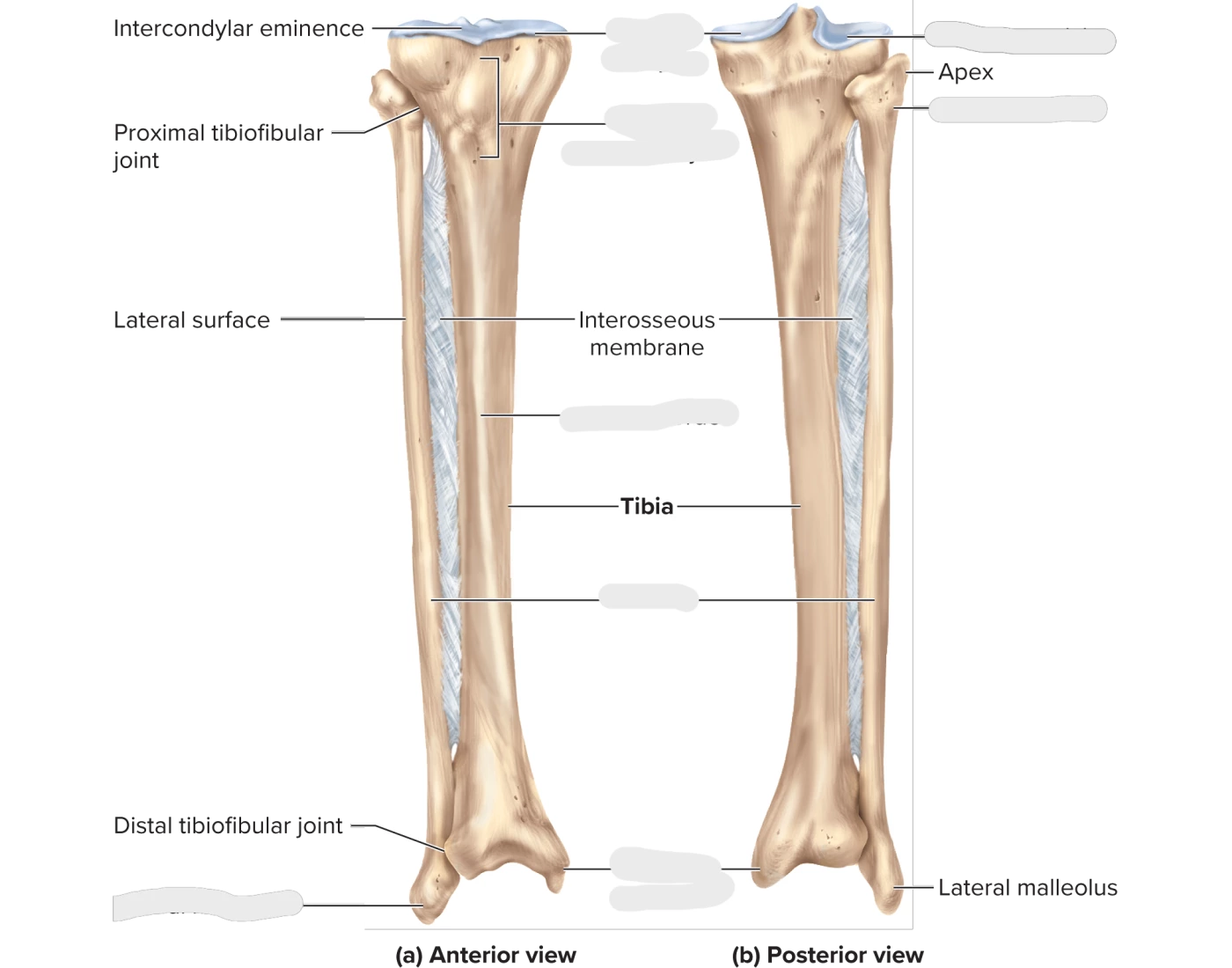 Tibia Anat Anat. & Phys.-Tibia and Fibula Quiz