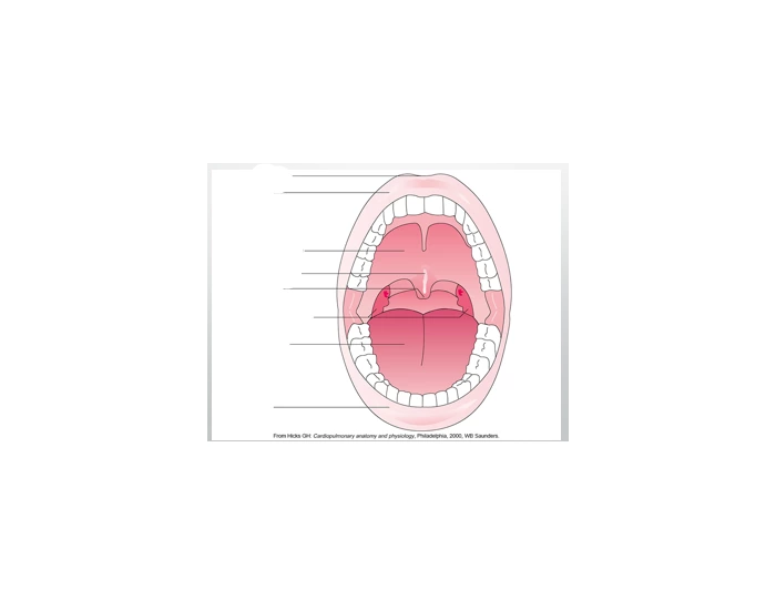 Oral Cavity Quiz