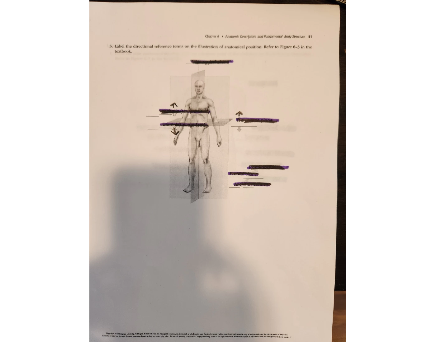 Anatomic directional references Quiz Biology Diagrams