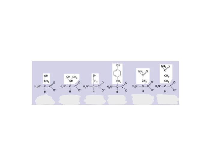 Polar Amino Acids Quiz