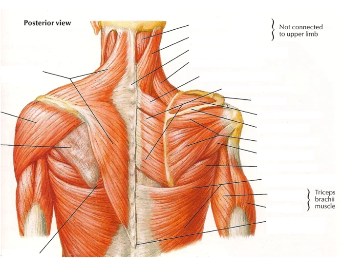 Mid Rear Posterior view of the upper/mid back muscles Quiz