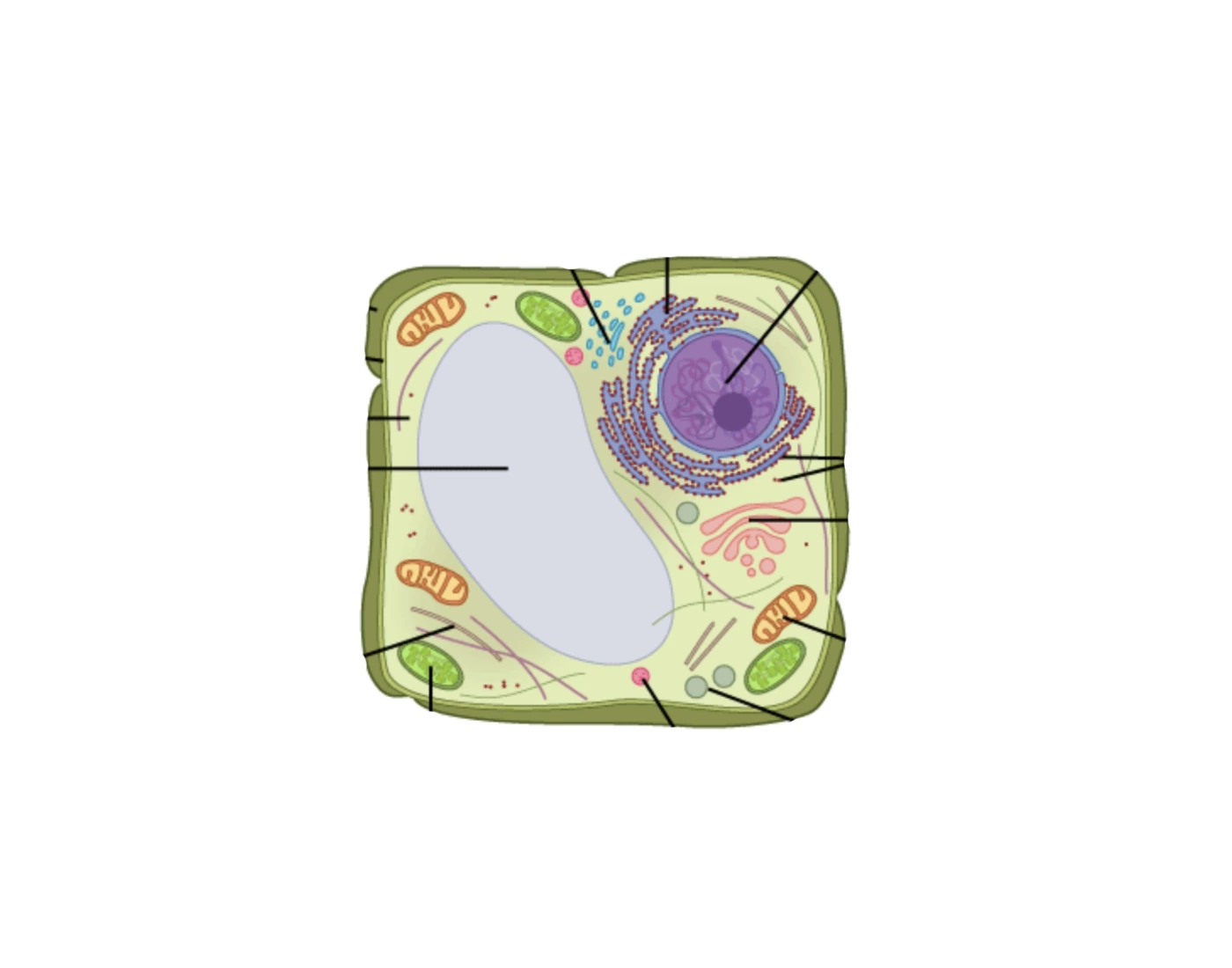 Labeling studylib cells Plant cell labeling quiz
