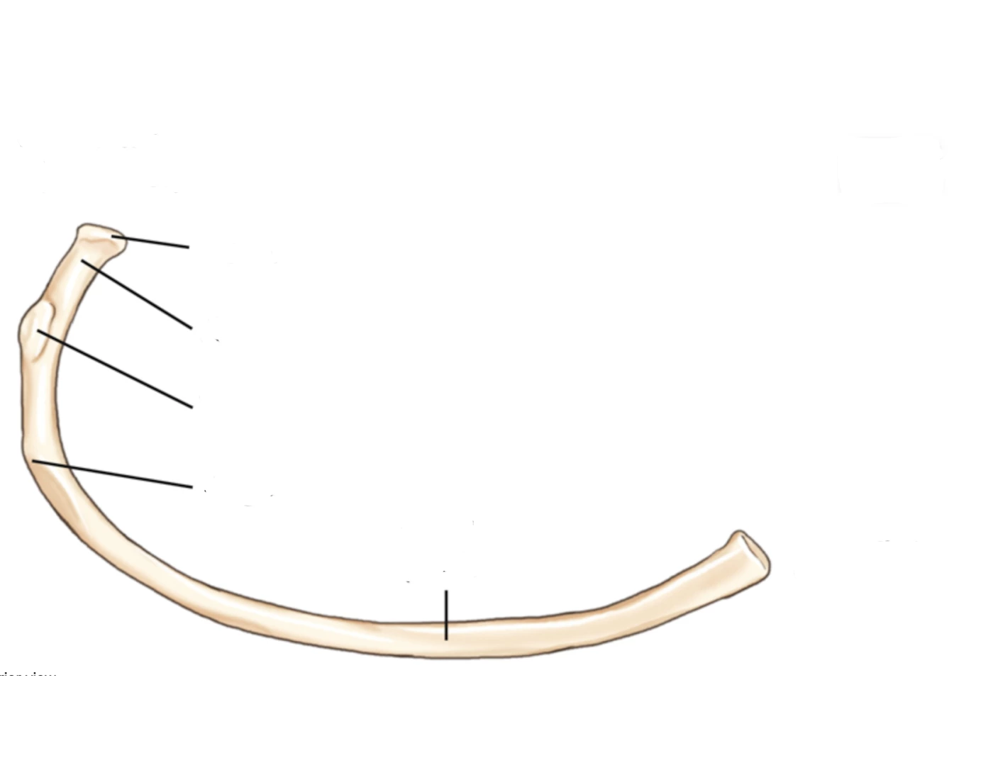 First Rib Inferior View Typical Rib Inferior View Quiz