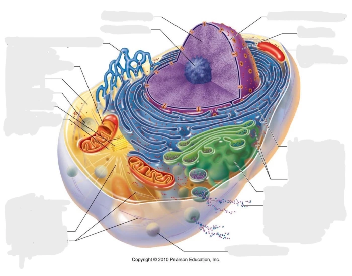 Human Cell Diagram Quiz Biology Diagrams