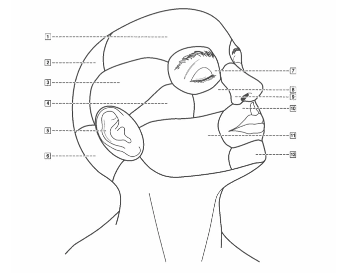 Regions Of The Head Front View Quiz Regions of the head front view quiz