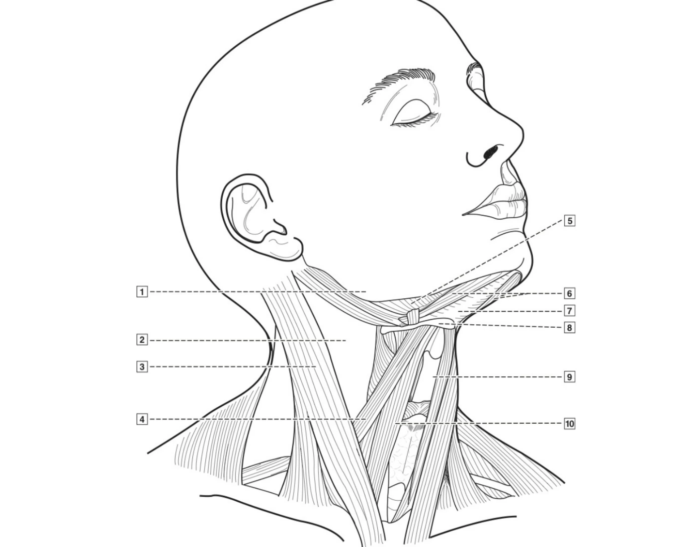 Anterior Regions Of Neck Quiz anterior-regions-of-neck-quiz