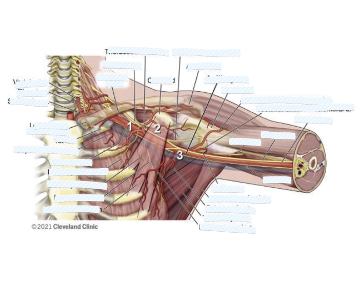 Shoulder Anatomy Quiz