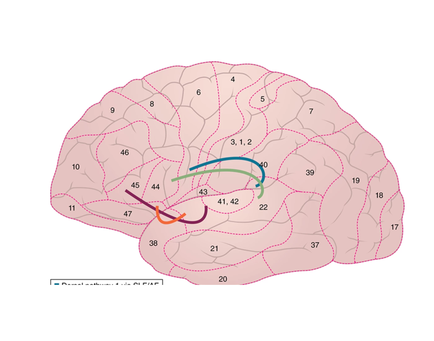 Brodmann's Areas Names Quiz