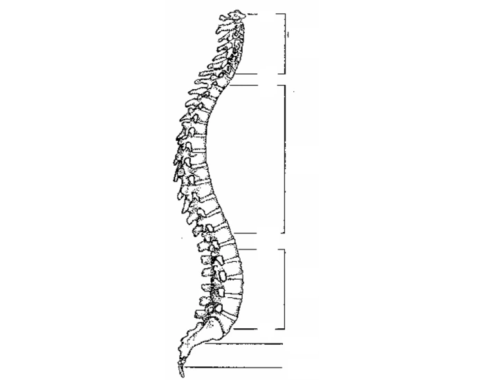 Vertebrae Skeletal Framework Printable Worksheet