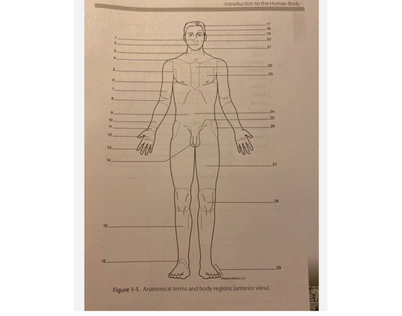 Anatomical Terms And Body Regions Anterior View Quiz Anatomical Terms And Body Regions Anterior View Quiz