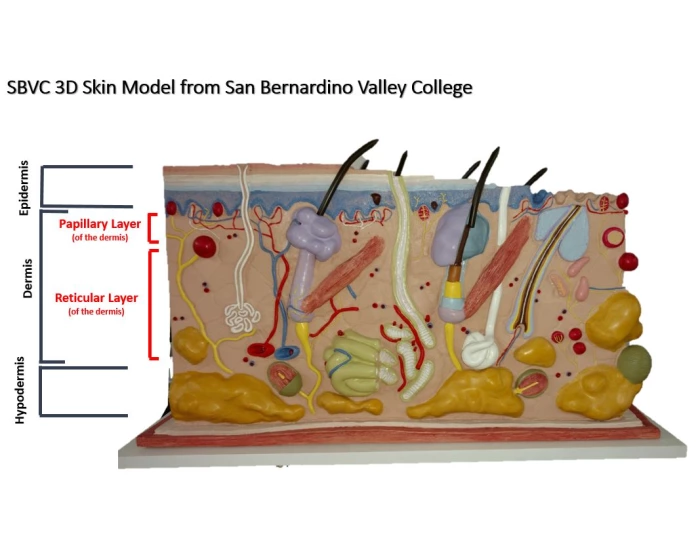 Skin Model Labeling Quiz