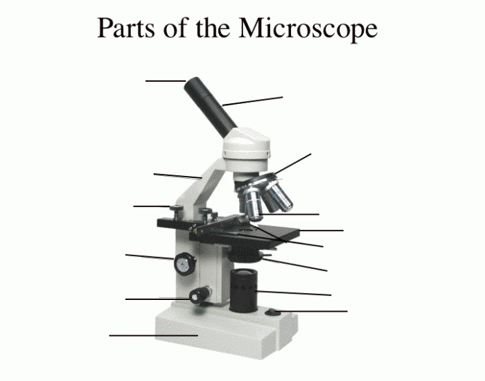 MIcroscope Anatomy Quiz