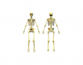 Human Skeleton (Latin)