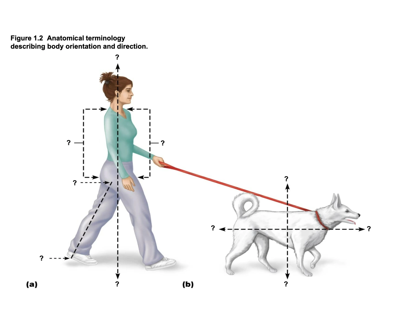 Anatomical Orientation — Printable Worksheet