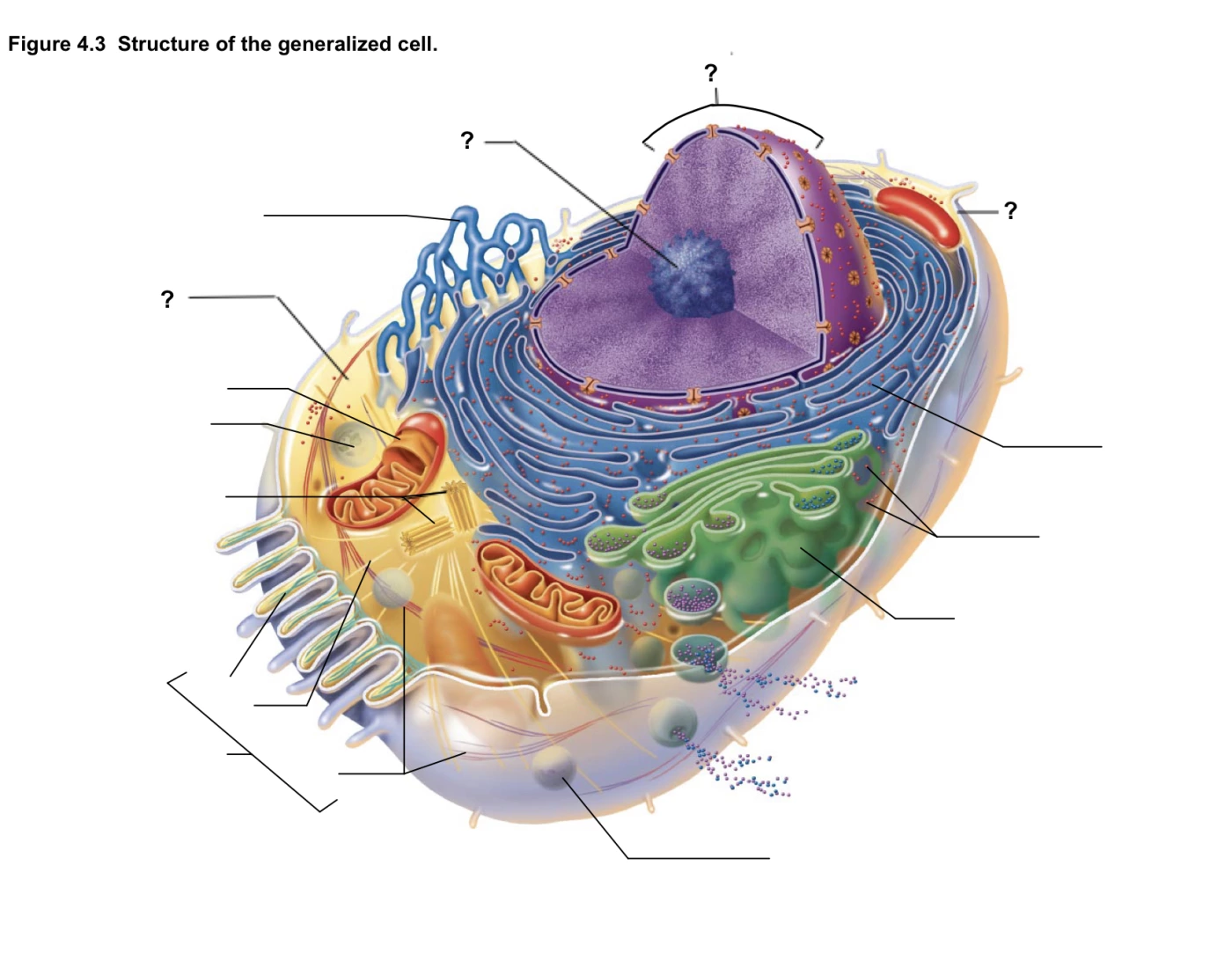 Generalized Cell Map Activity Labelling the Structure of the Generalized Cell Quiz