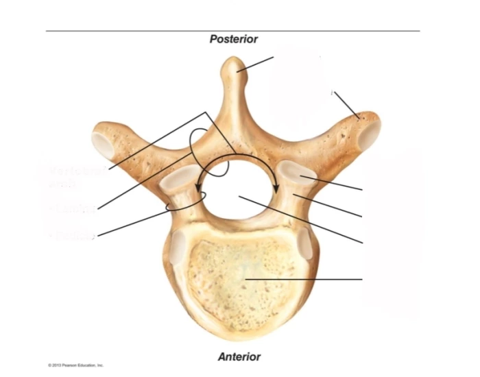 AXIAL SKELETON DIAGRAM 1 Quiz Biology Diagrams