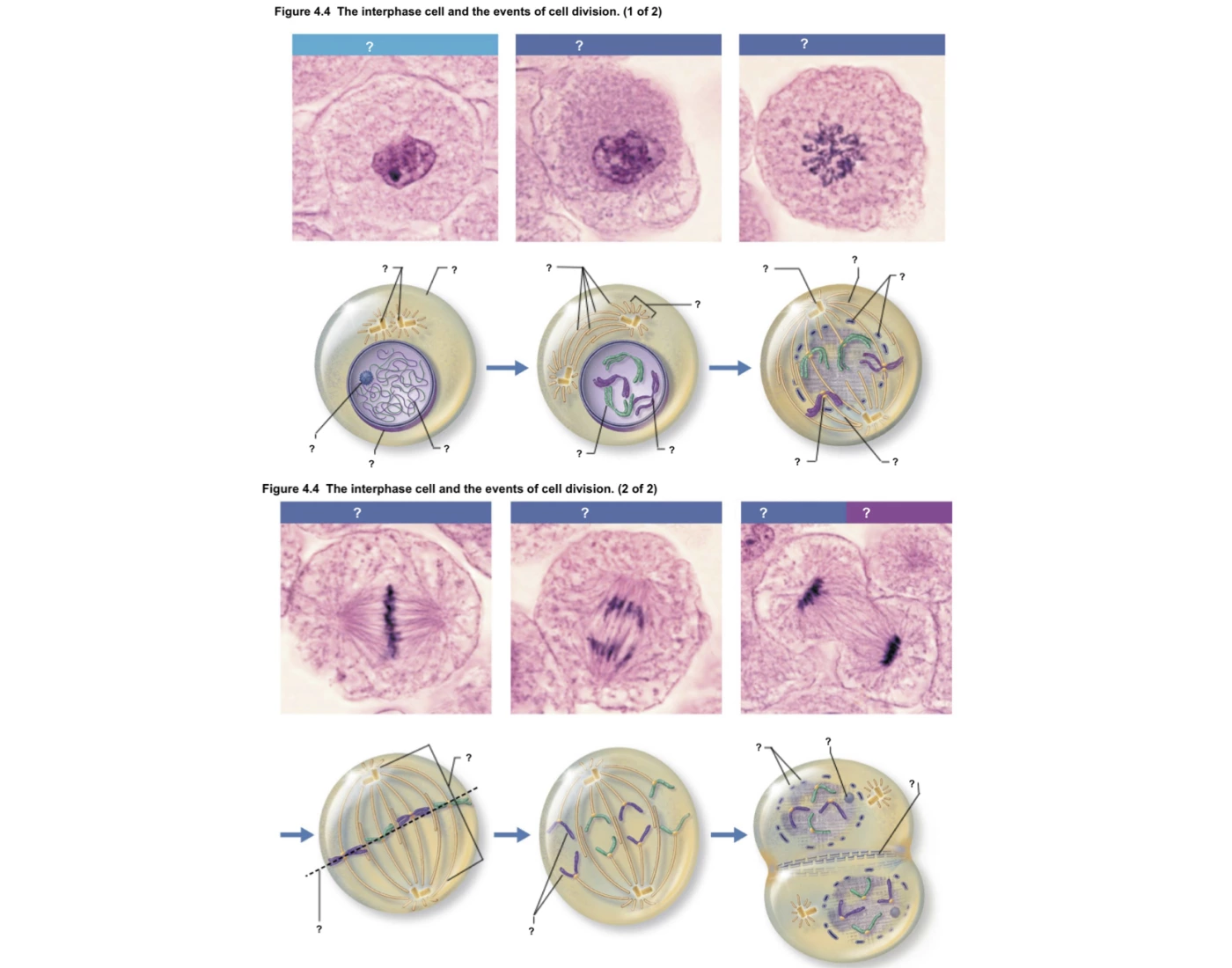 Labelling Interphase and Events of Cell Division Quiz
