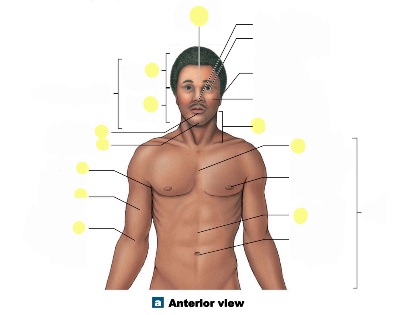 Anterior Anatomical Landmarks Quiz