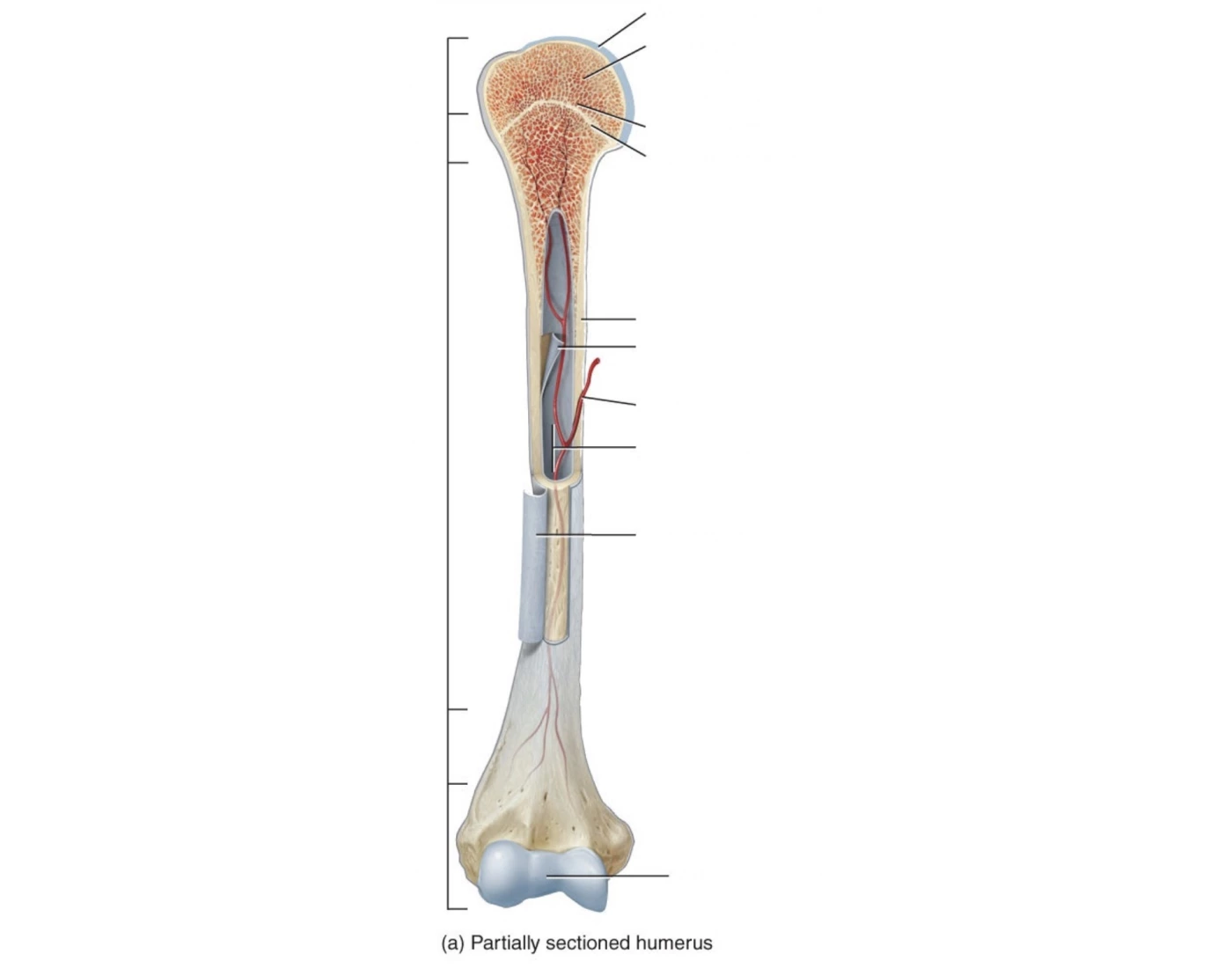 Humarus Labeled Bone Anatomy - (Labeled Humerus) — Printable Worksheet
