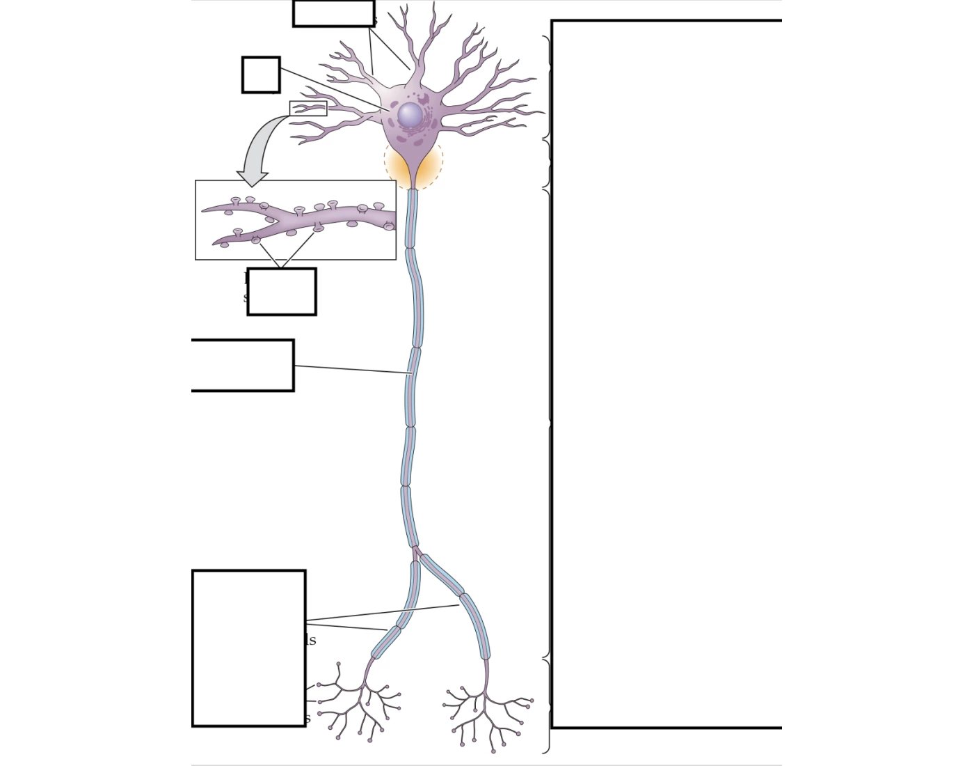 Neuron Quiz