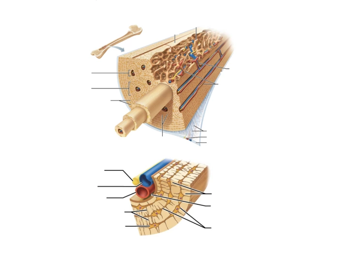 Compact bone model Quiz
