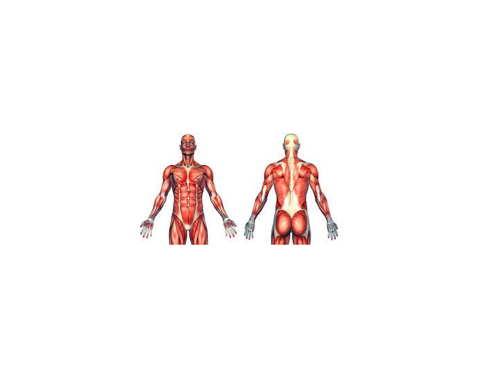 Muscle Practice Quiz