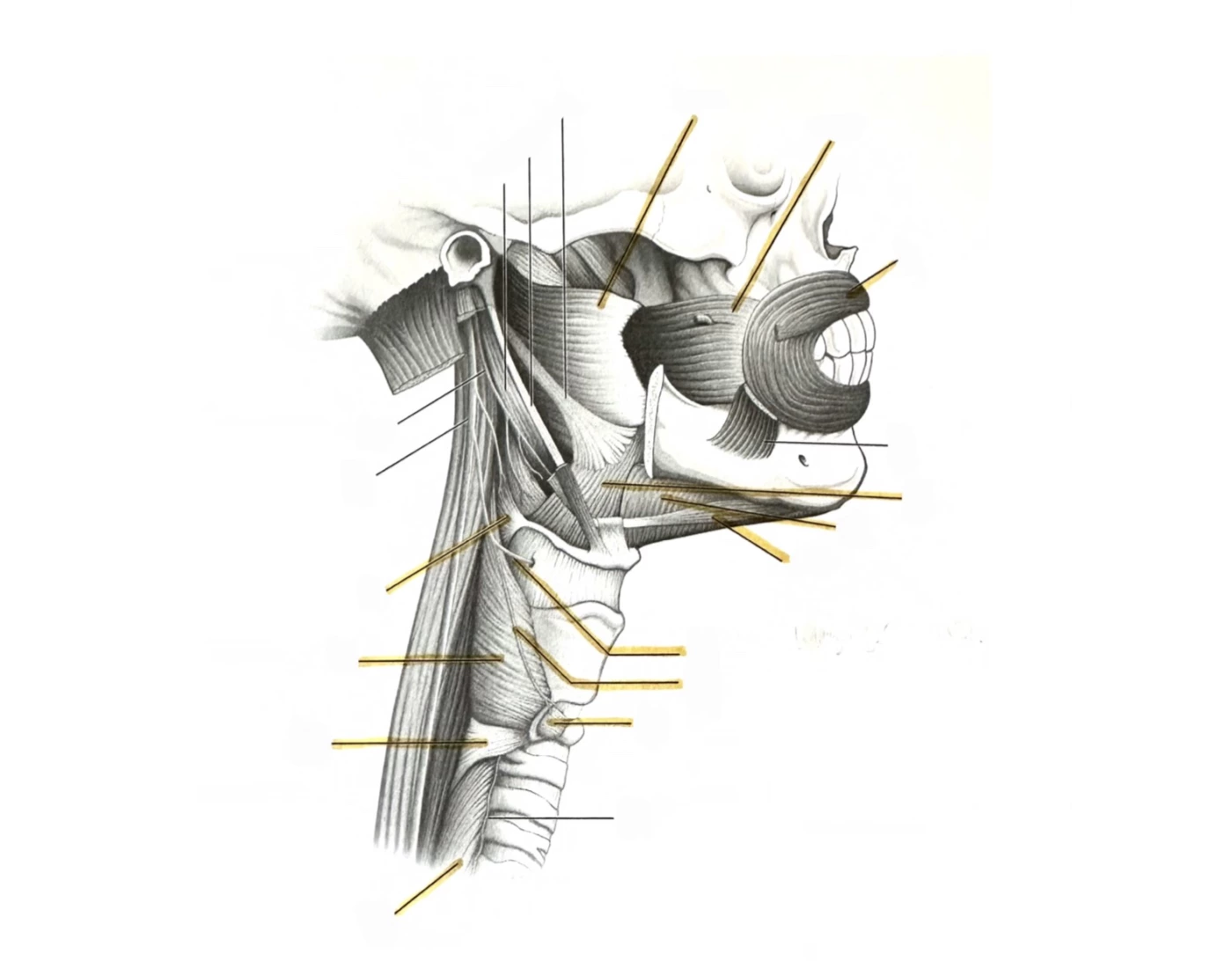 Swallowing Anatomy 7 Quiz Biology Diagrams