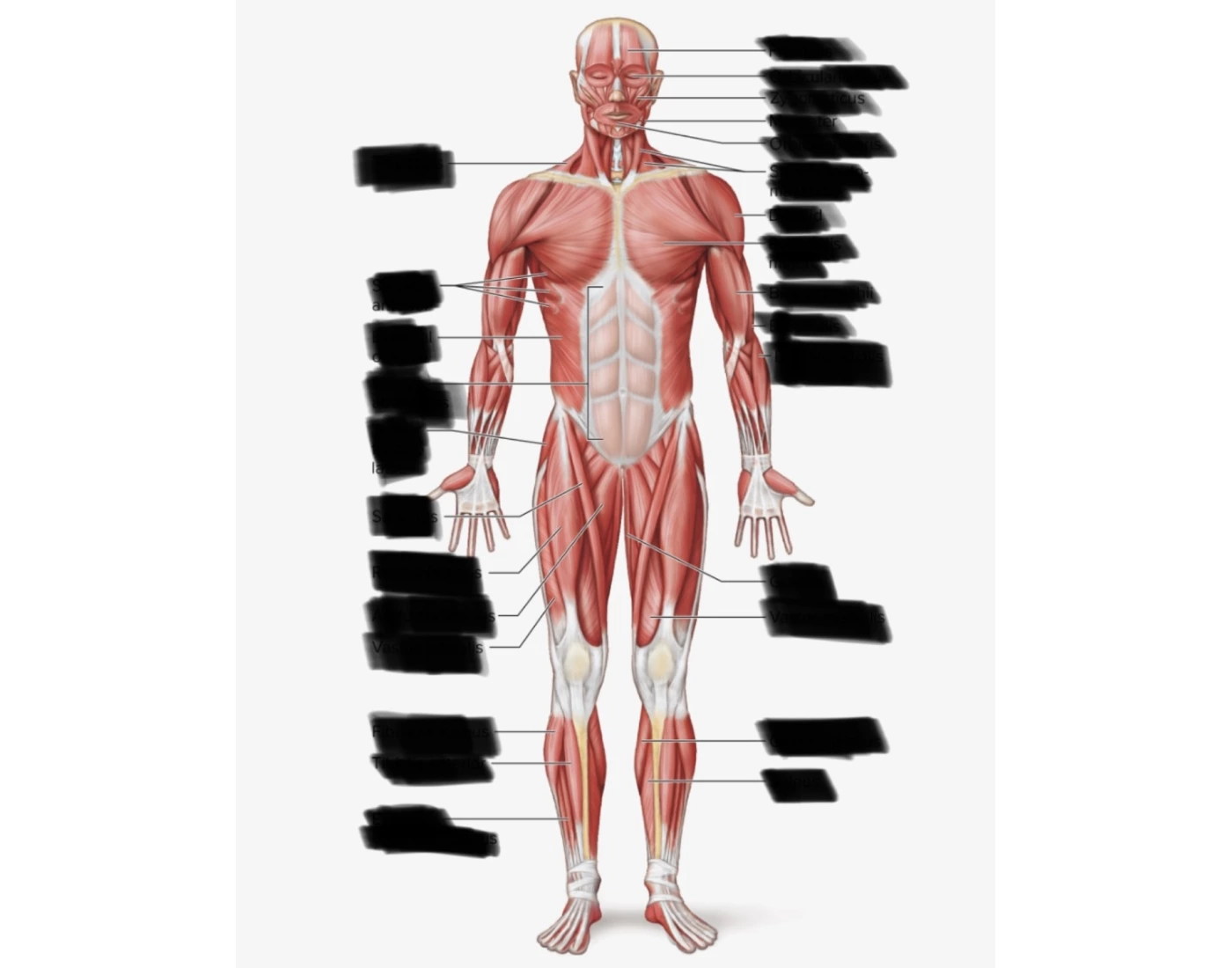 Label The Muscle Quiz