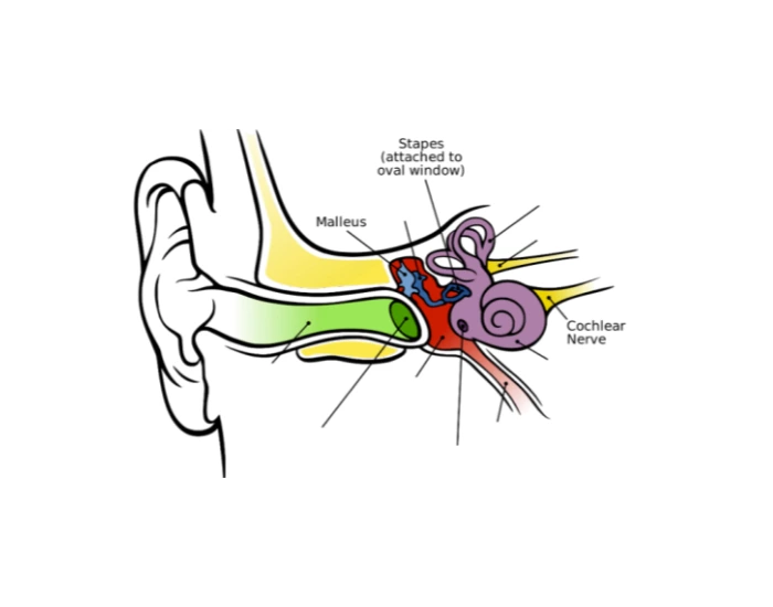 Label the Incus Quiz