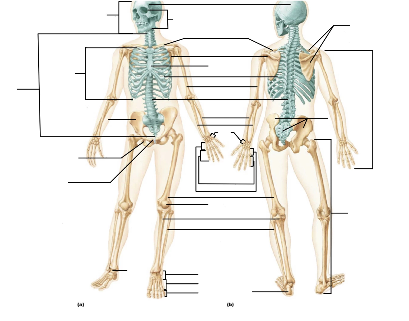 Basic Labelling Quiz Biology Diagrams