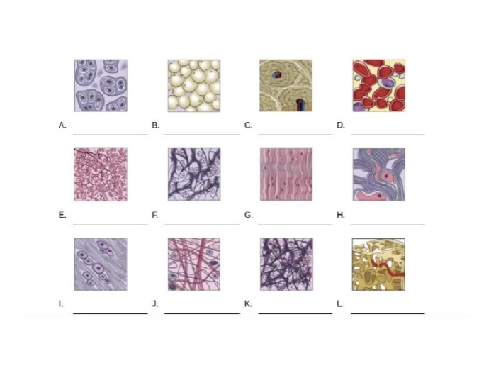 Tissue Practice Connective tissue Quiz