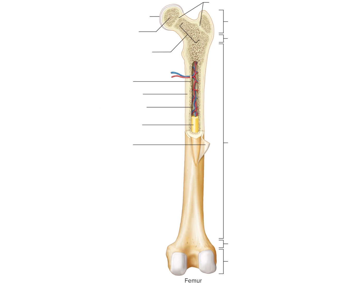 General structure of a Long Bone Quiz