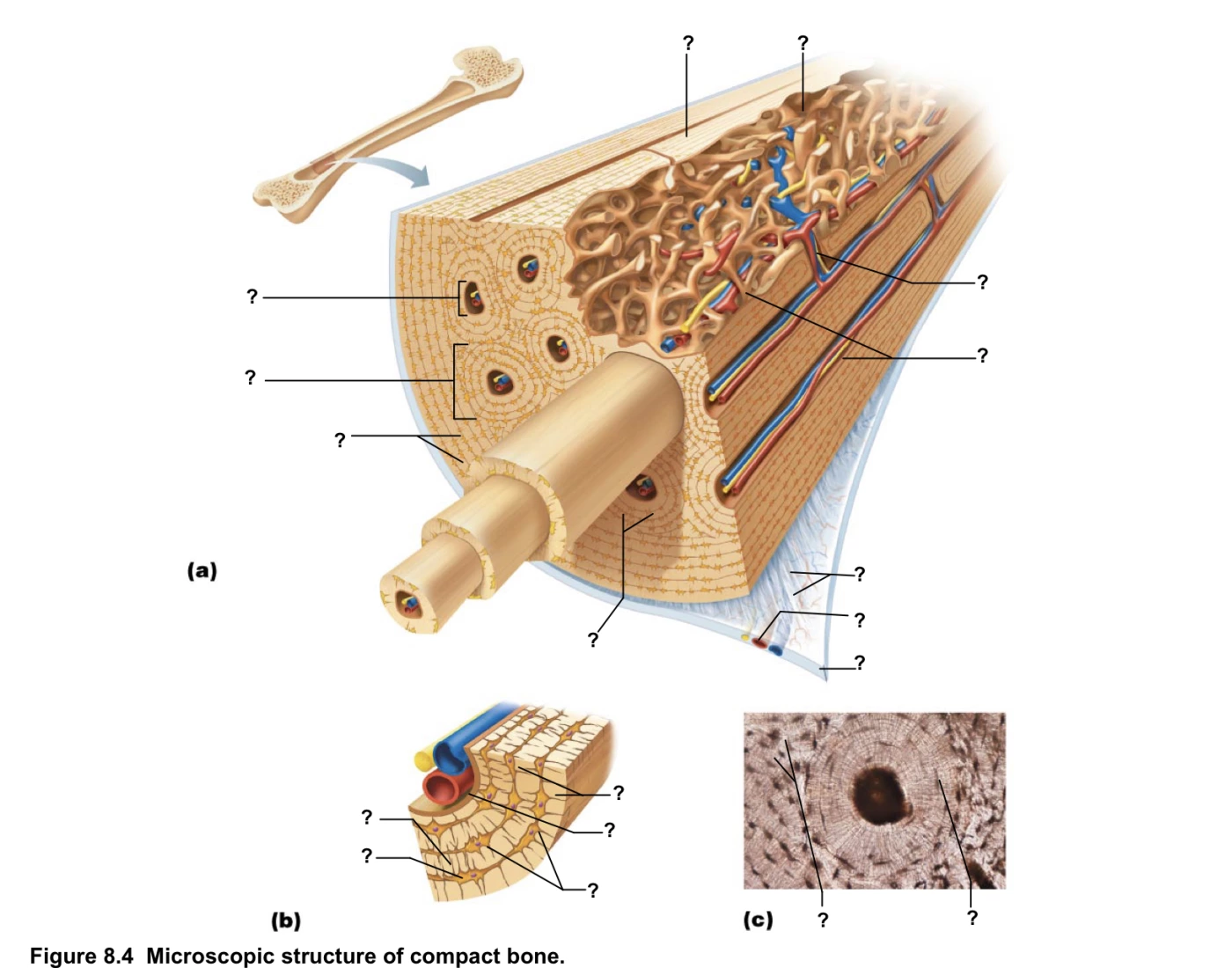 Labelling of Compact Bone Quiz