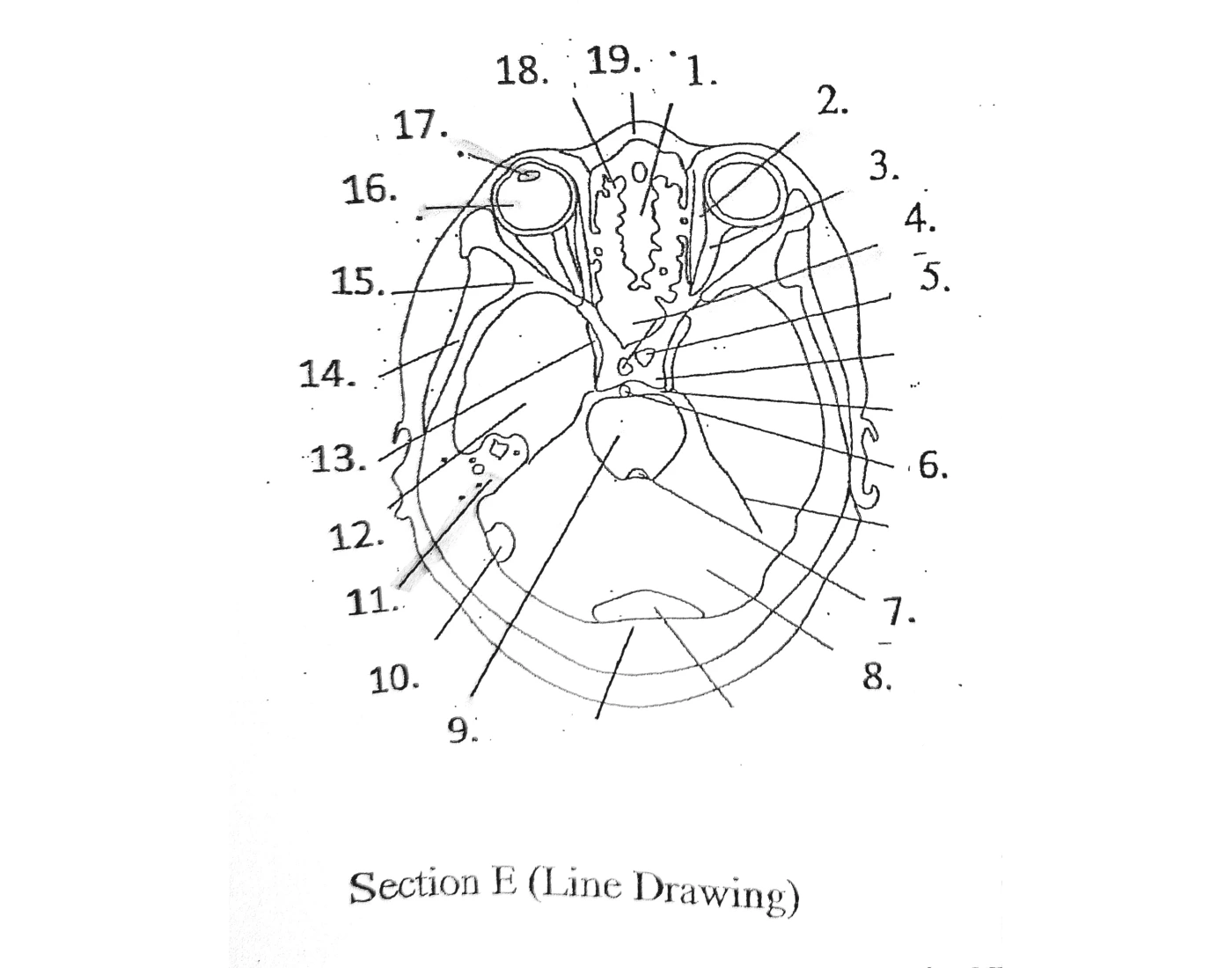 Sectional Anatomy: brain Biology Diagrams