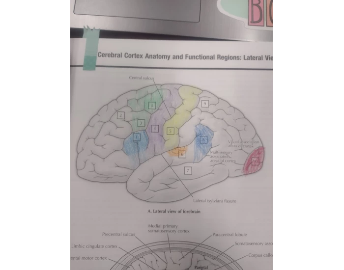 Cerebral Cortex Worksheet Cerebral Cortex Anatomy (Felten Coloring book 2..3 — Printable Worksheet