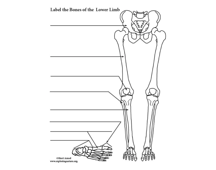 Label the leg Quiz