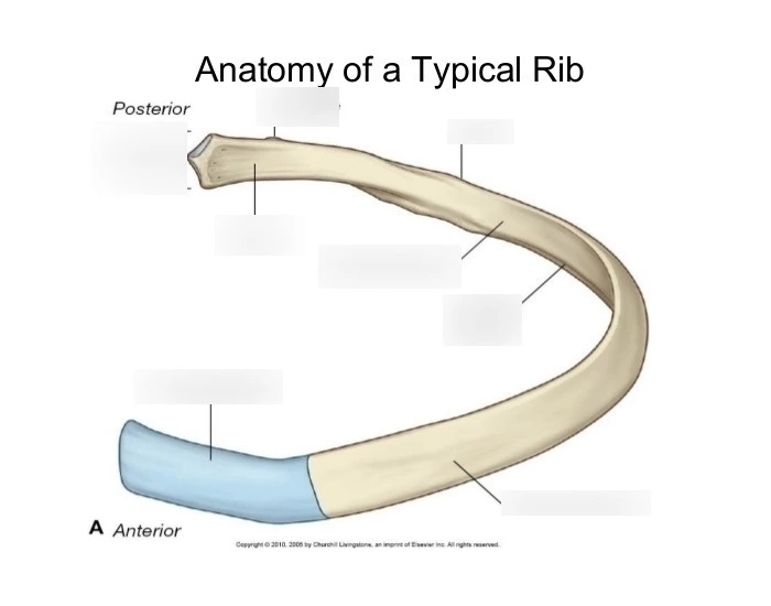 Anatomy of singular rib Quiz