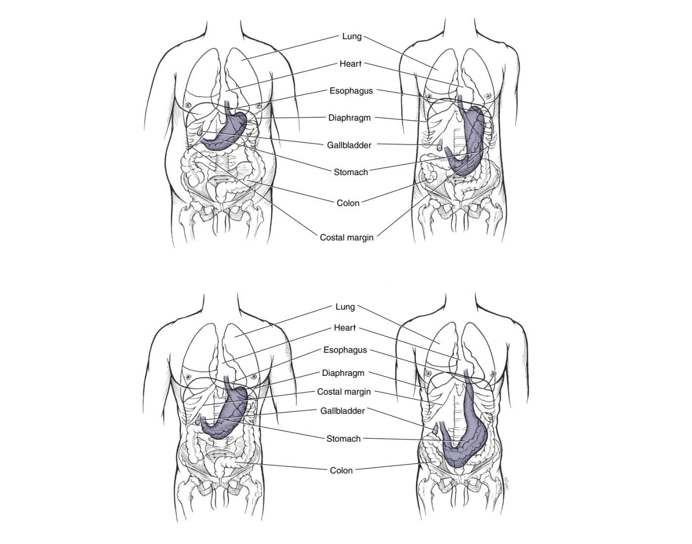 Body Types Worksheet 20.9 body types — Printable Worksheet