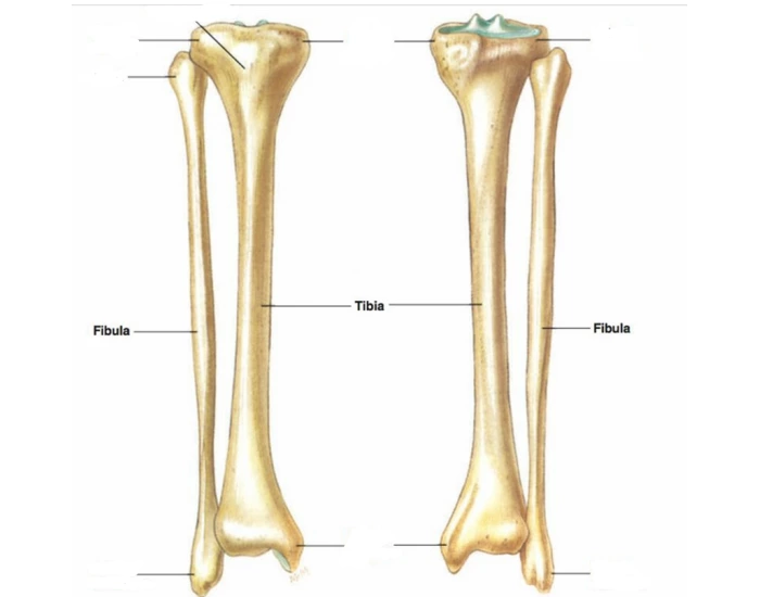 Bony Landmarks of the Tibia and Fibula Quiz