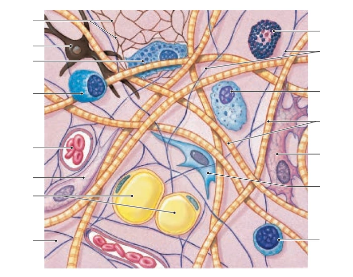 cells and fibers of connective tissue proper Quiz